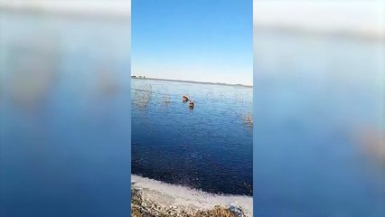 Carpinchos desconcertados patinan en el hielo