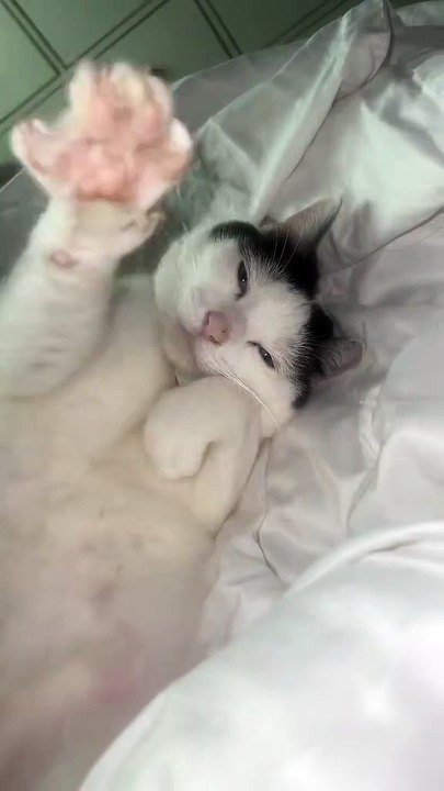 Cat videos