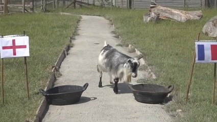 Russo the goat predicts result of Lionesses’ first Euros game against France