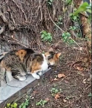 Surprised Cat vs Hedgehog – Who’s More Surprised? 😲🦔🐱 #shorts