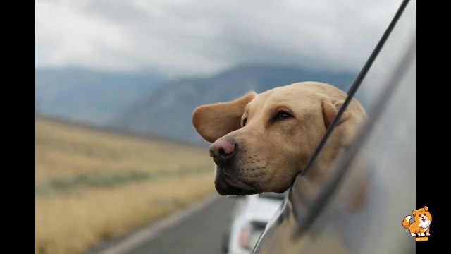 Understanding & Preventing Dog Bites _ V18 _ Cute Dog Videos _ Dogs _ Dog _ Cute Dogs _ Mr Dog