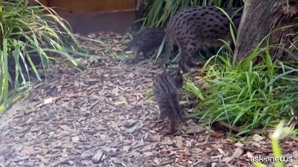 Gattini pescatori nati in Francia, evento eccezionale per una specie a rischio