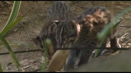 Gattini pescatori nati in Francia, evento eccezionale per una specie a rischio