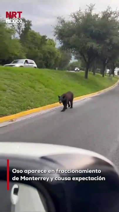 Habitantes de la colonia Valle Alto, al sur de Monterrey, reportaron el avistamiento de un oso que caminaba tranquilamente por la vía pública. El ejemplar fue grabado mientras revisaba botes de basura y exploraba los jardines.