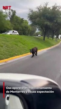 Habitantes de la colonia Valle Alto, al sur de Monterrey, reportaron el avistamiento de un oso que caminaba tranquilamente por la vía pública. El ejemplar fue grabado mientras revisaba botes de basura y exploraba los jardines.