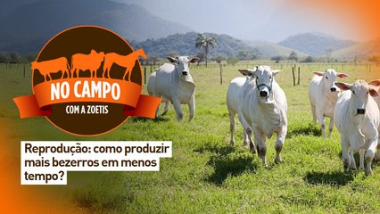 No Campo com a Zoetis: reprodução - como produzir mais bezerros em menos tempo?