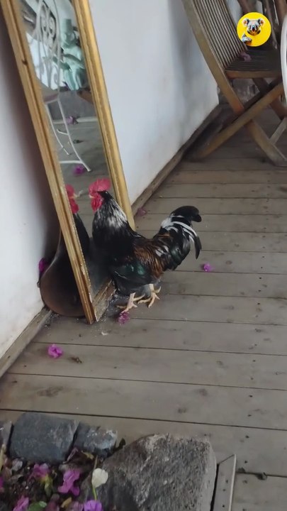 This Rooster Thinks Its Reflection Is an Enemy! 🐓😳 Mirror Madness!