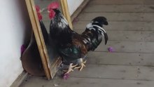 This Rooster Thinks Its Reflection Is an Enemy! 🐓😳 Mirror Madness!