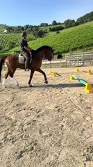 Man on Horseback Topples Every Cavaletti Pole During Ride