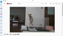 bcam 20210122 YouTube短縮URLでも長いURLでも全く同じ動画 柴犬小春