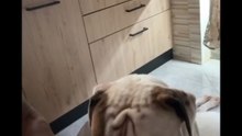 agozzino Alfredo così passo l'estate con i miei cuccioli