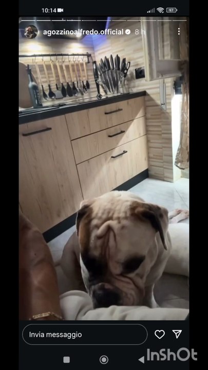 agozzino Alfredo così passo l'estate con i miei cuccioli