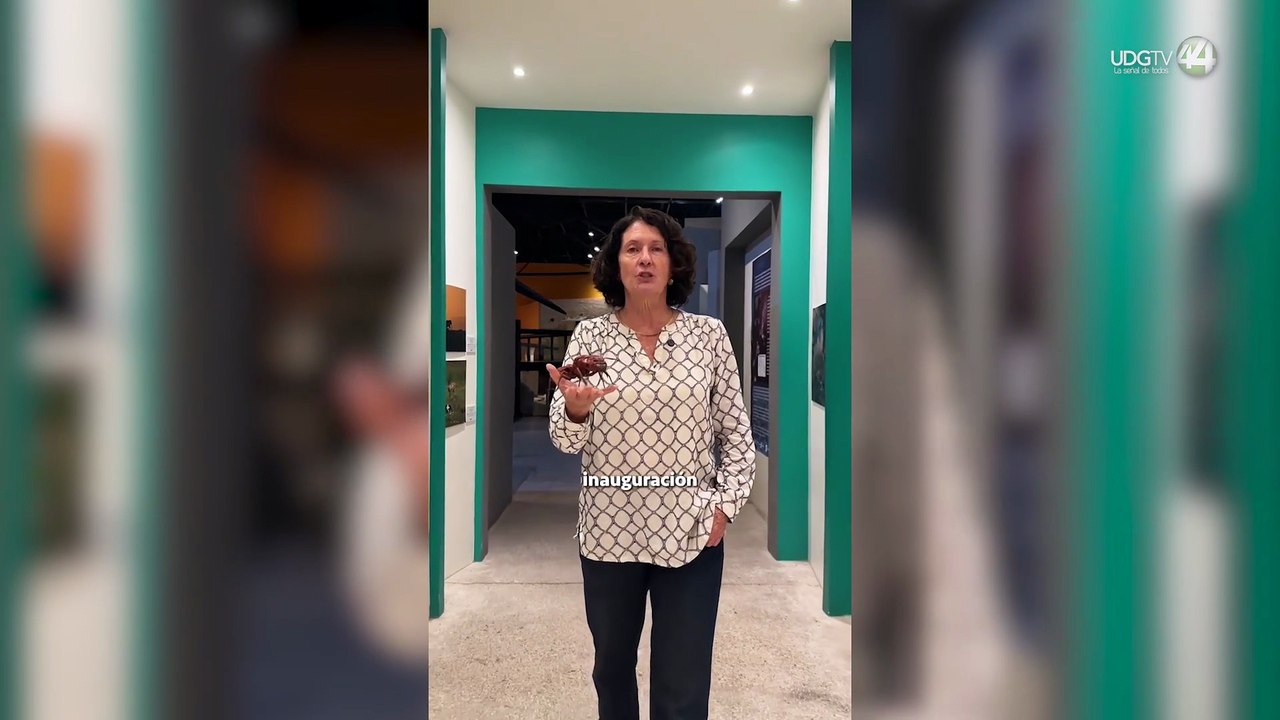 Hormigas, “superorganismos entre nosotros" en el Museo de Paleontología de Guadalajara