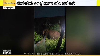 കാട്ടാനശല്യത്തിൽ പൊറുതിമുട്ടി വയനാട് നെല്ലിമുണ്ട നിവാസികൾ; ഭീതി വിതച്ച് എല്ലാ രാത്രിയും ആനകളെത്തും