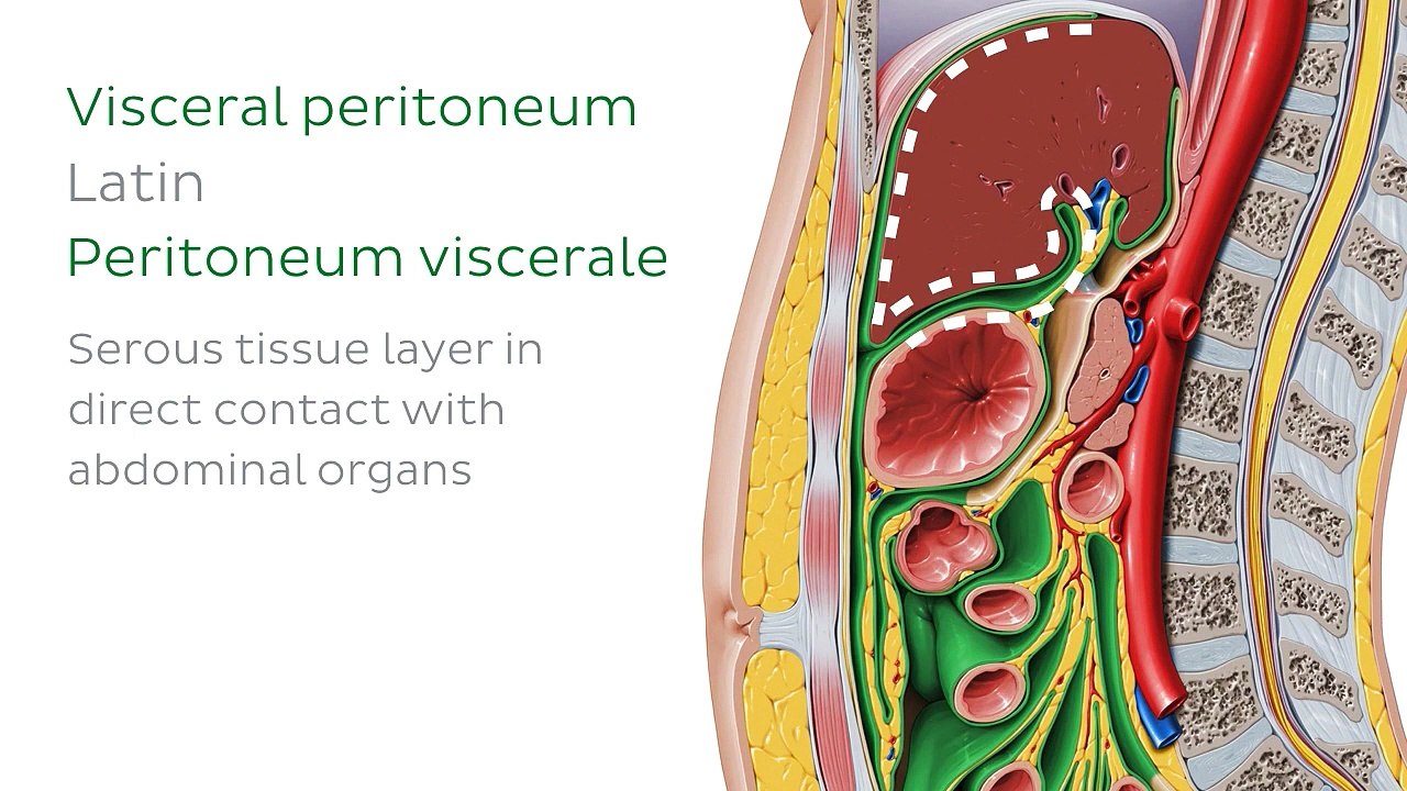 3Peritoneal relations Kenhub-Peritoneal relations from Kenhub on Vimeo ...