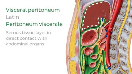 3Peritoneal relations Kenhub-Peritoneal relations from Kenhub on Vimeo