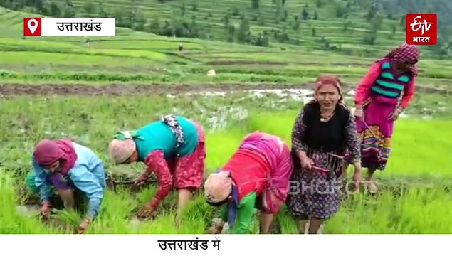 उत्तराखंड में धान की रोपाई से हरे-भरे हुए खेत, मातृ शक्ति बहा रही पसीना, देखिए वीडियो