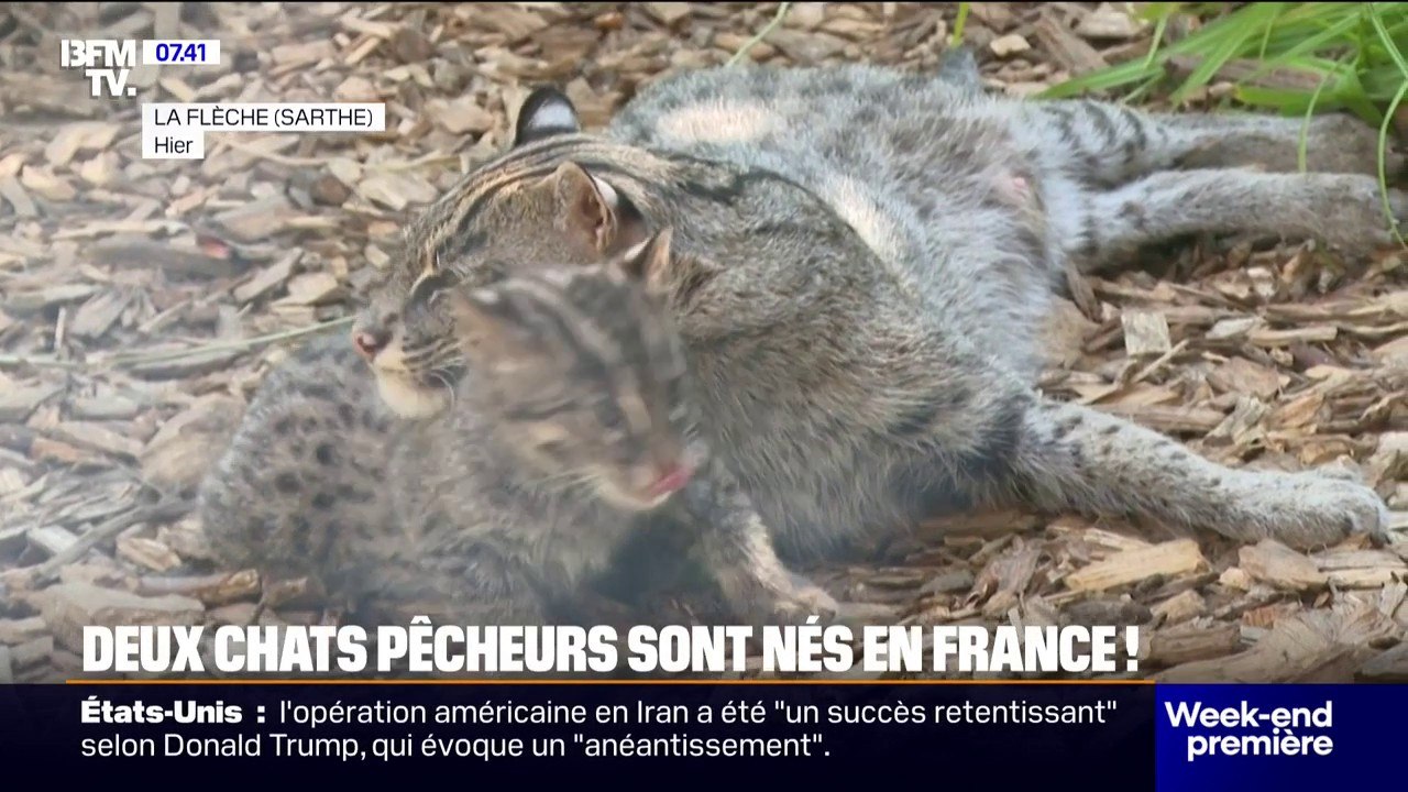 Deux bébés chats pêcheurs, une espèce menacée, sont nés au Zoo de La Flèche
