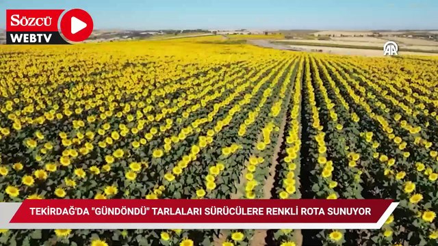Tekirdağ'da gündöndü tarlaları sürücülere renkli rota sunuyor
