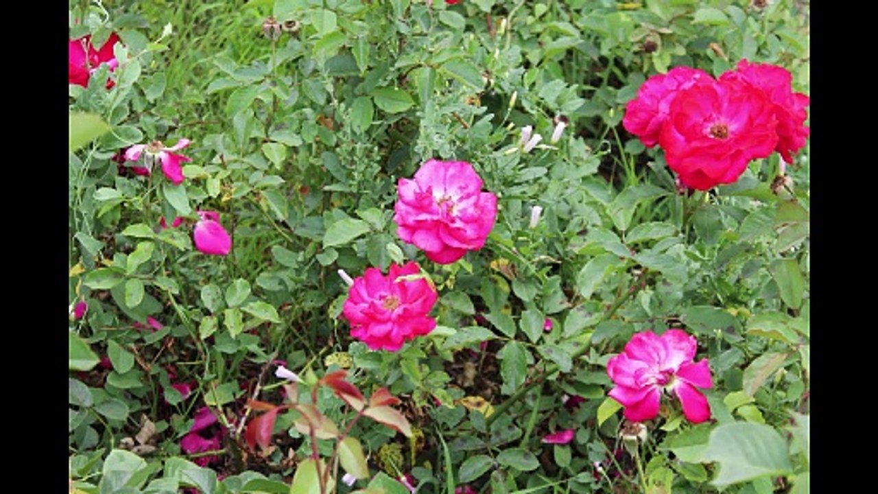 Türkülerle Türkiye - Hatay - Altın Tasta Gül Kuruttum