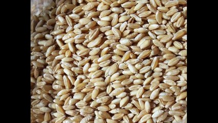 Türkülerle Türkiye - Uşak - Ak Buğdayım Buğdayım