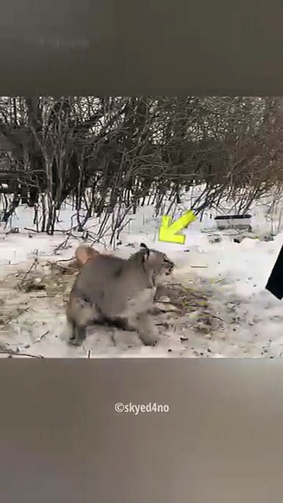 Girl_Helps_Bob-cat_Friend😍(360p)