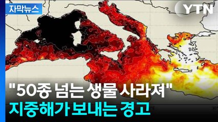[자막뉴스] "무섭다는 말로도 부족"...사상 최고치 경신한 지중해 수온 / YTN