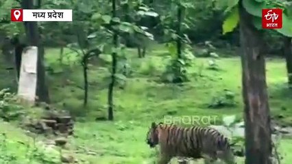 पन्ना टाइगर रिजर्व के पांडव फाल पर अजब नजारा, सैलानियों का थम गई सांसें