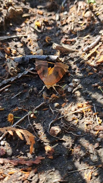 Ein seltener Anblick - Die farbenprächtige Hausmutter
