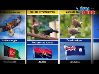 Famous Birds Around the World & Their Home Countries – Bird Facts You Didn't Know