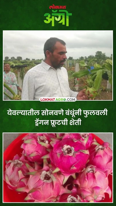 येवल्यातील सोनवणे बंधूंनी फुलवली ड्रॅगन फ्रूटची शेती