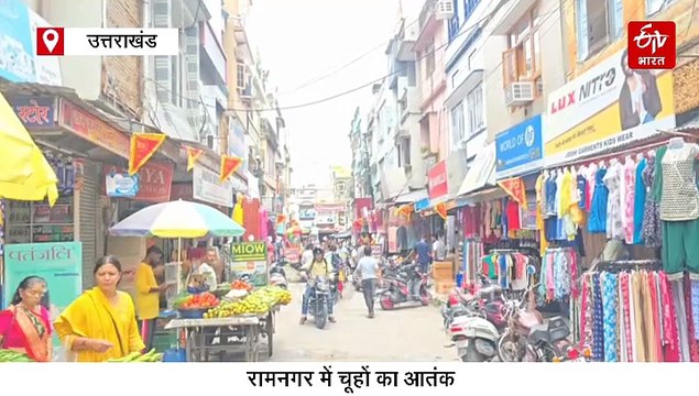 रामनगर में मंडरा रहा बड़ा खतरा! चूहों ने खोखली की दुकानों और भवनों की नींव, नालियों को बनाया बसेरा