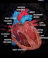 Function of the Heart valves