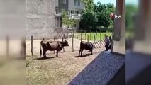Bursa\'da meraklı ineğin başı sıkıştı