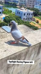 Top Quality Red Fox Young Birds #redfoxbirds #pigeon #racingpigeons #pigeonracing #tfhpl