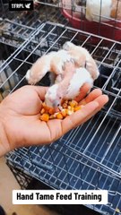 Hand Tame Feed Training #handtame #pigeon #racingpigeons #pigeonracing#racer #tfrpl