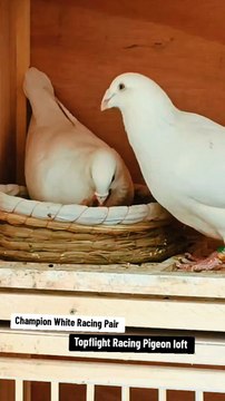 Top Quality white Racing Pigeon #pigeon #racingpigeons #pigeonracing #tfhpl
