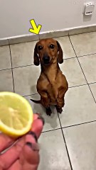 This Owner Had Fun with His Dog!