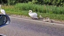 Duck Family on a Mission! 🦆🚶‍♂️ Cutest Road Trip Ever #shorts #viralanimals #animals