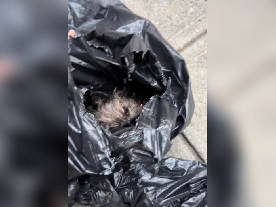 Frau findet schwer verletzten Hund in Müllsäcken