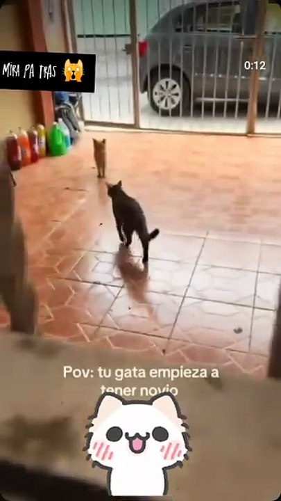 No no tengo novio 😿🤣