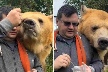 Video adorabile mostra un orso gigante nutrito come un neonato umano