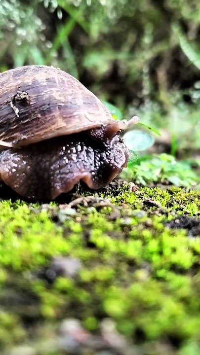 BEKICOT | SNAIL NGANTUK