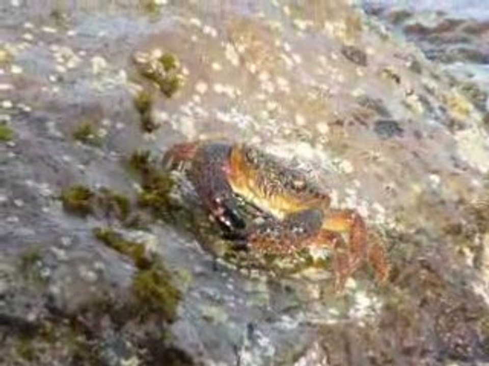 Crabe orangé