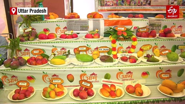 From Anarkali To Modi Mango: Over 1,000 Varieties Showcase At Mango Festival In Lucknow