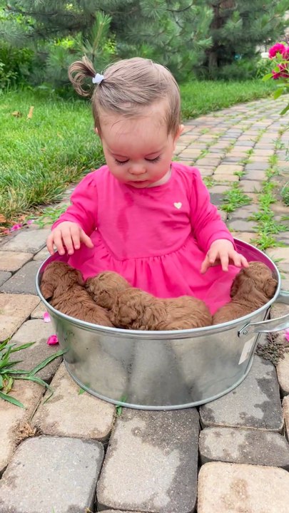 A Toddler and Puppies In the Bucke🥰