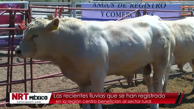 Las recientes lluvias que se han registrado en la región centro benefician al sector rural