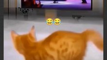 funny cat video