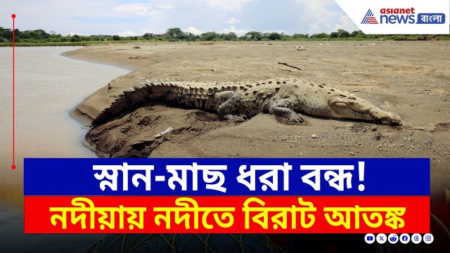 শুশুক খেয়ে নদীতে তাণ্ডব! কুমিরের আতঙ্কে গোটা এলাকা | Ranaghat News Today | Bangla News