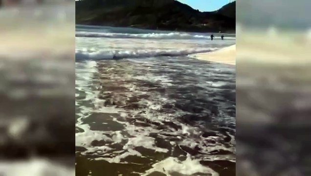 VÍDEO: Maior lanço em praia encantadora captura cerca de 14 mil tainhas em Florianópolis